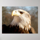 Search for birds of prey posters Eagles