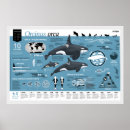Search for whale posters Orca
