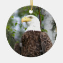 Search for balding photography Birds of prey