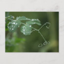 Search for tears horizontal postcards Drops