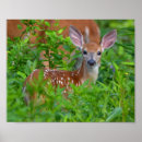 Search for bambi posters Fawn