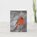Search for cardinal vertical note cards Nature