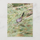 Search for birdwatcher vertical postcards Birder