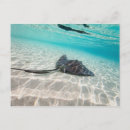 Search for stinging postcards Ocean