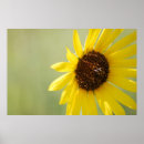 Search for backlit posters Flower