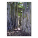 Search for banyan Hawaii