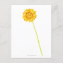 Search for gerbera postcards Floral