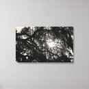 Search for black oak tree art Botanical