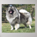 Search for silver dog posters Black