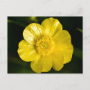 Search for flower meadow postcards Yellow flowers