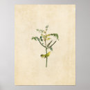 Search for warbler posters Birds of america