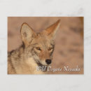 Search for desert animals postcards Landscape