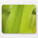 Search for wet mouse mats Outdoors