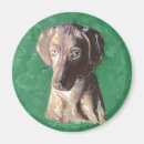 Search for pointer magnets Pet