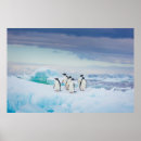 Search for antarctica penguin posters Ice