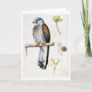 Search for kestrel cards Nature