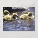 Search for gosling postcards Canada goose