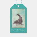 Search for happy birthday dolphin Swimming