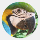 Search for macaw parrot stickers Blue