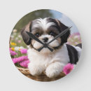 Search for shih tzu clocks Puppy
