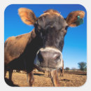 Search for jersey cow stickers Animal