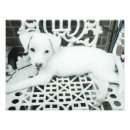 Search for pet photography posters Dog