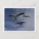Search for gulls postcards Bay
