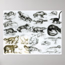 Search for animal skeletons posters English