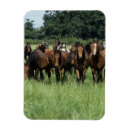 Search for thoroughbred magnets Grass