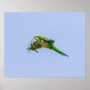 Search for monks posters Bird