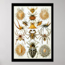 Search for haeckels posters Vintage