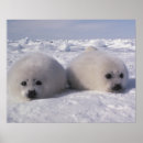 Search for harp seal posters Animal