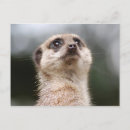 Search for meerkat thank you cards Mammal