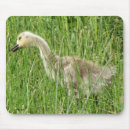 Search for goslings mouse mats Geese
