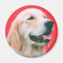 Search for panting magnets Dog