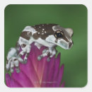 Search for small frog stickers Outdoors