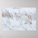 Search for lagopus posters Superstock