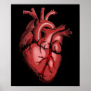 Search for anatomical posters Medical