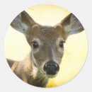 Search for white tail deer stickers Animals