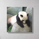 Search for mammal canvas prints Panda