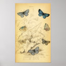 Search for vintage butterfly posters Blue