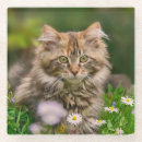 Search for maine coon cat coasters Kitty