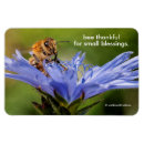 Search for honeybee magnets Nature photography