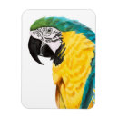 Search for parrot magnets Animal