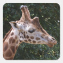 Search for giraffe stickers Zoo animal