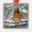 Search for female cardinal christmas tree decorations Nature
