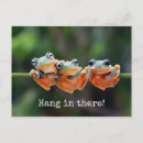 Search for tree frog postcards Nature