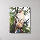 Search for red tailed hawk posters Predator