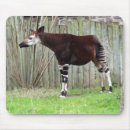 Search for endangered animals electronics Species