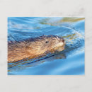 Search for ecological postcards Wildlife